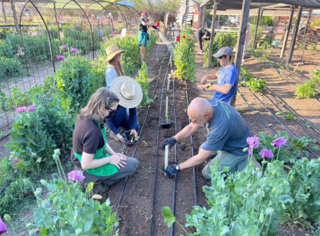 People working in garden