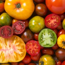 tomatoes